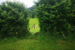 IMG_20240628_124007